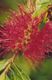 Bottle brush